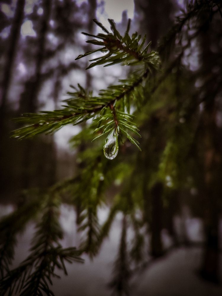 После дождя