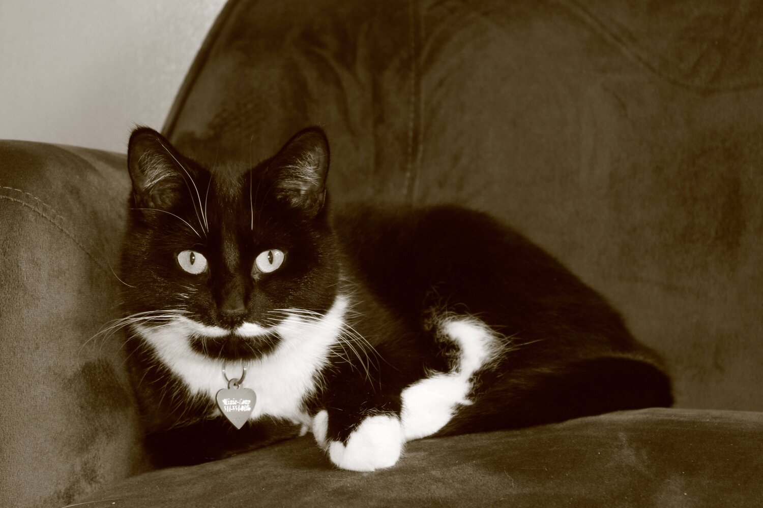 Photo #10718379