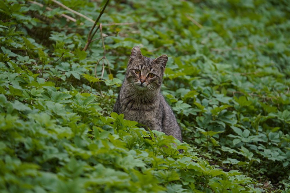 Фотография автора Соколов Владимир