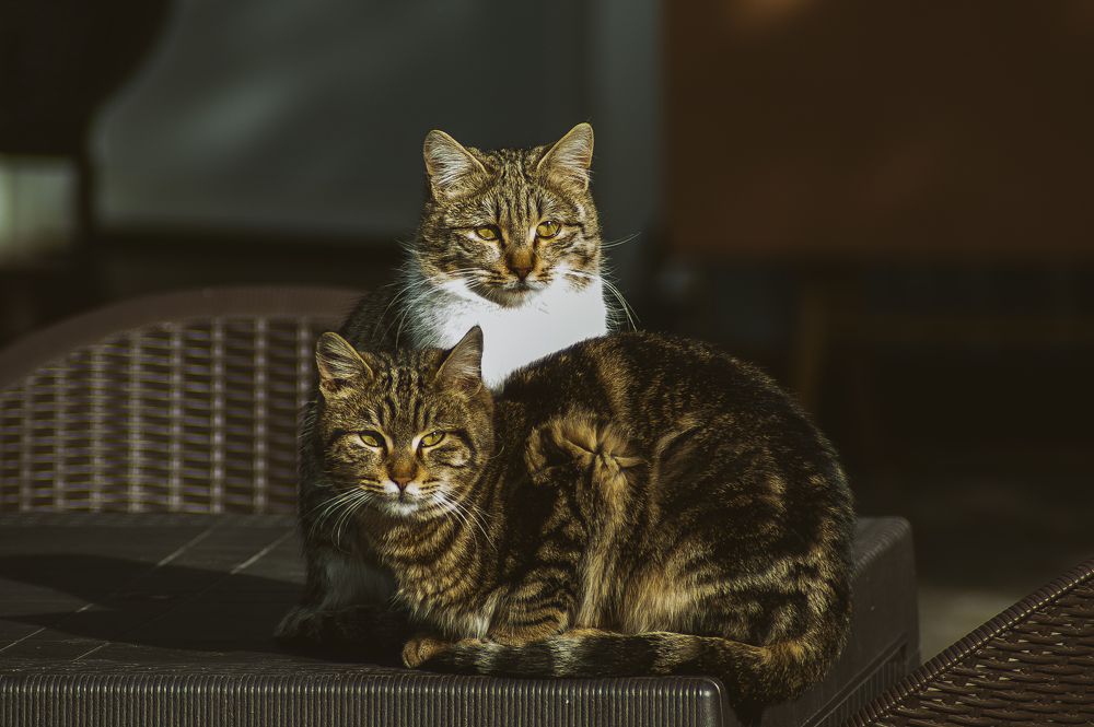 Photograph by DAMOUN POURNEMATI