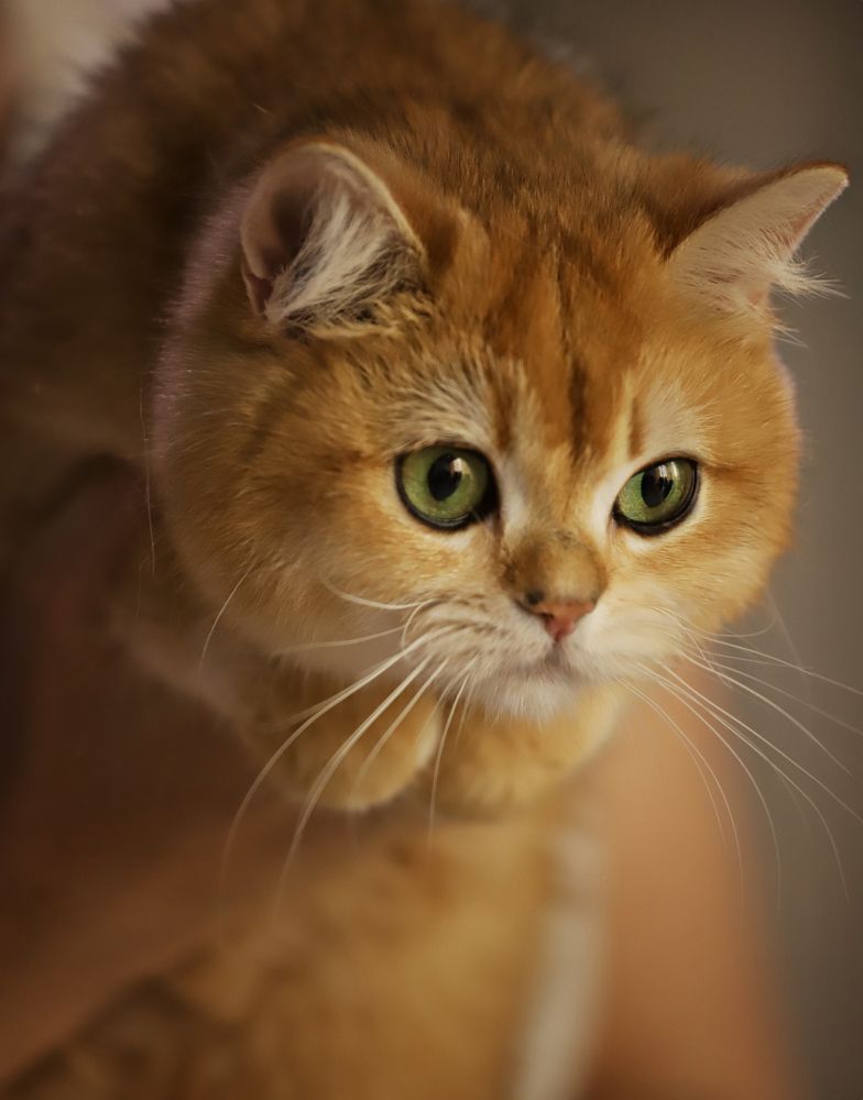 Photograph by Софья Сагитова