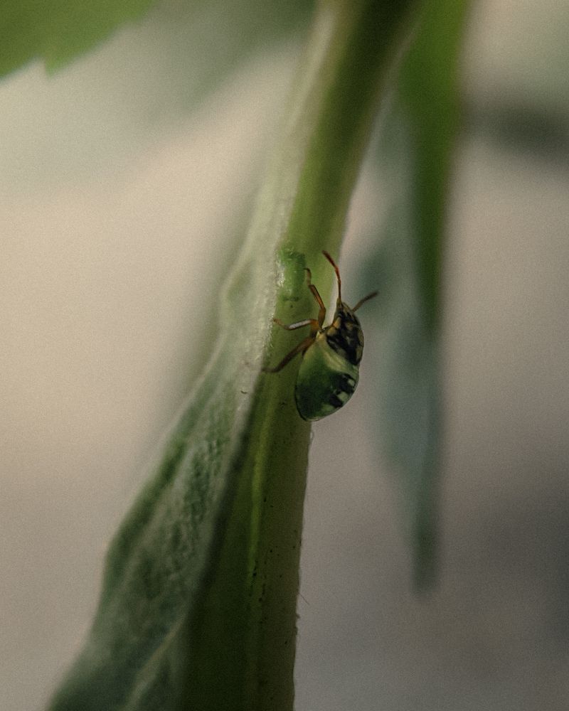 Photograph by Nomesh Patel