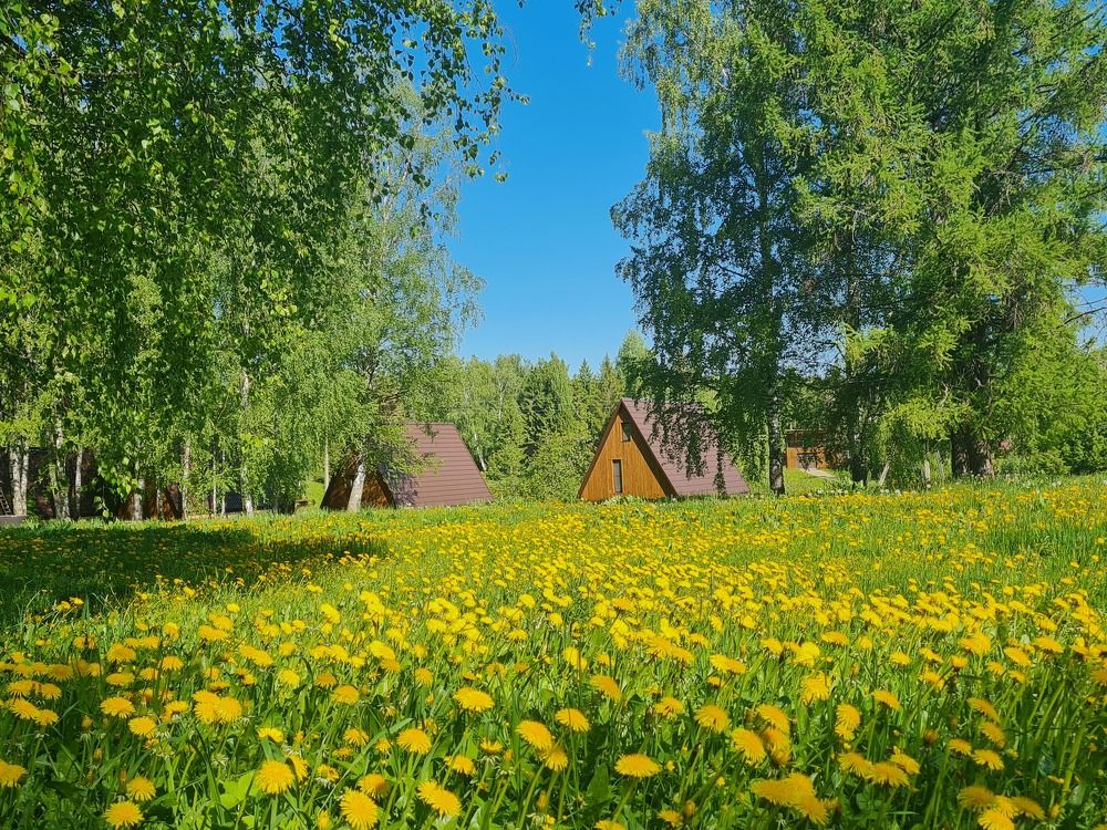 Золотая поляна