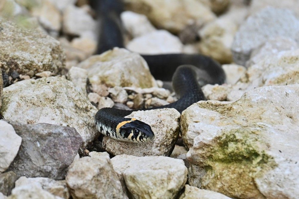 Фотография автора IRINA FILIPPOVA