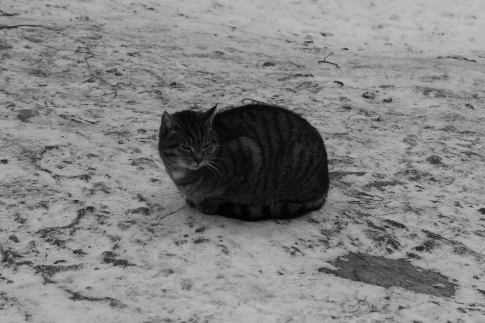 Photograph by Ксения Юргенфельд