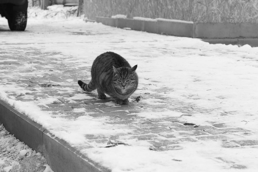 Photograph by Ксения Юргенфельд