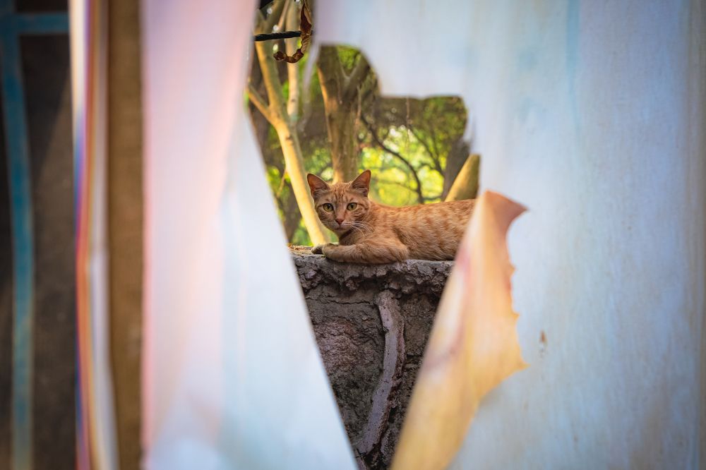 Фотография автора Anuj Medhavi