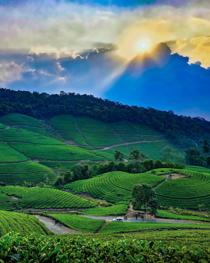 Photograph by Dr Manoj M Kumar