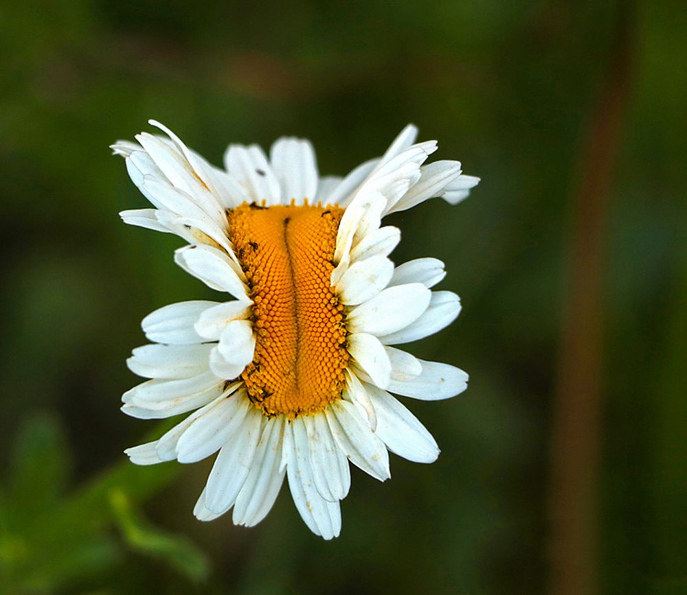 Сиамские близнецы