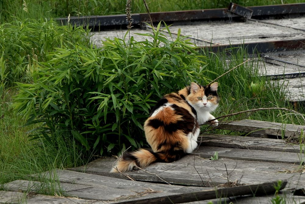 Photograph by Dimon Grinih