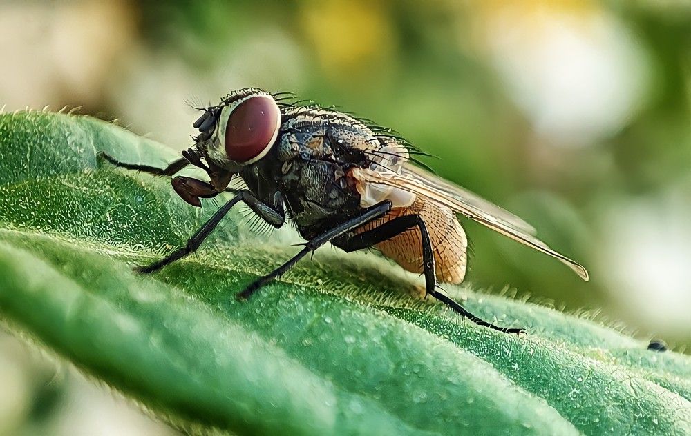 Photograph by Sherko Bahmani