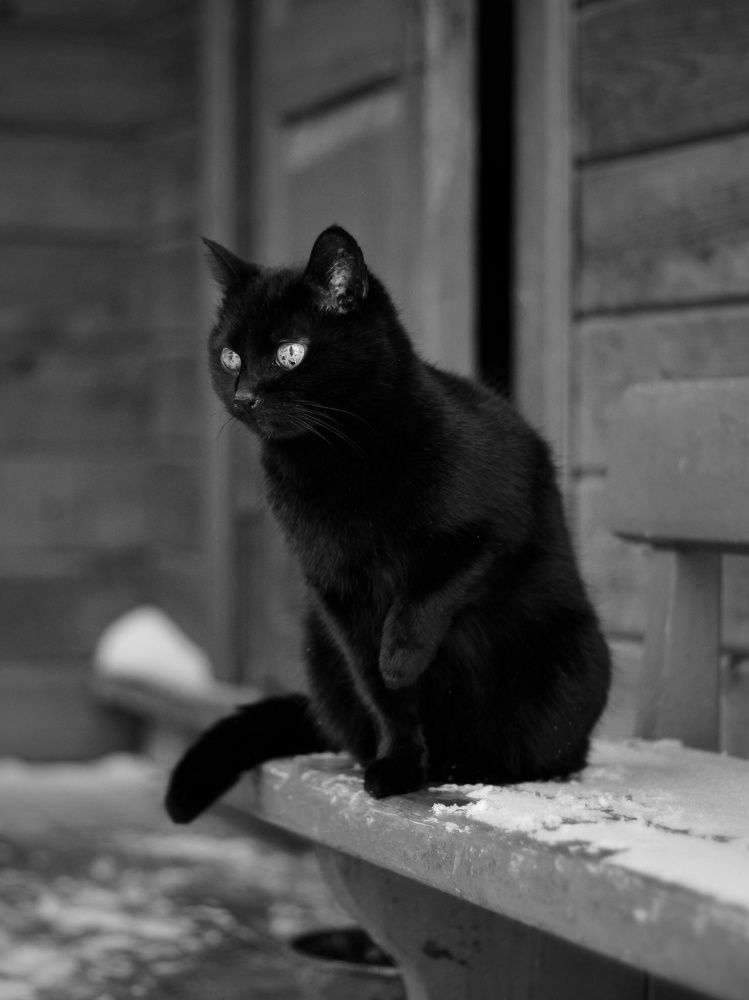 Фотография автора Андрей Шестаков