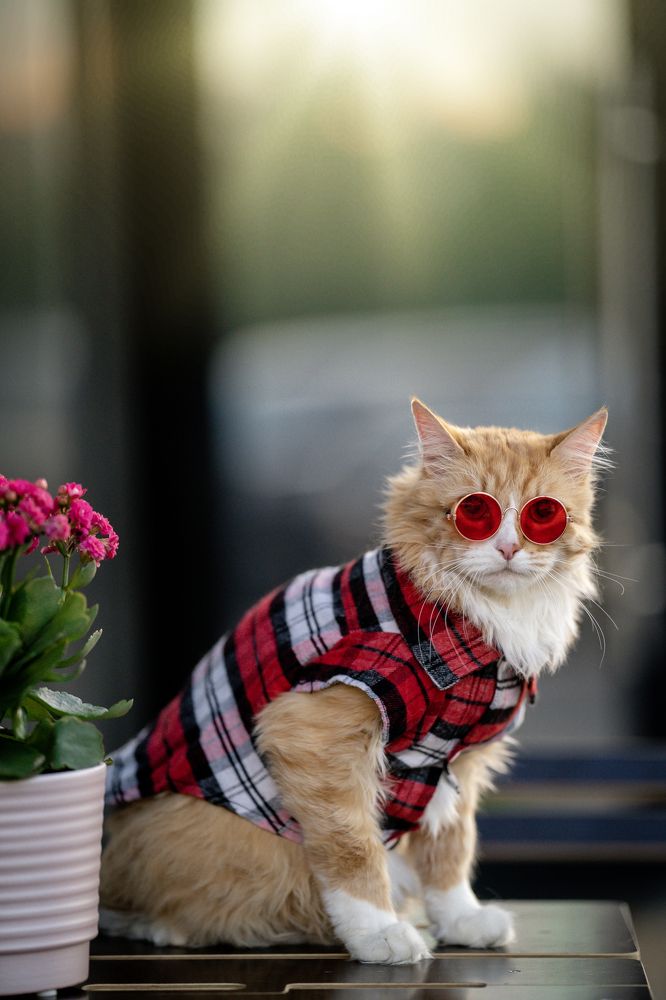 Фотография автора Илья Корненков