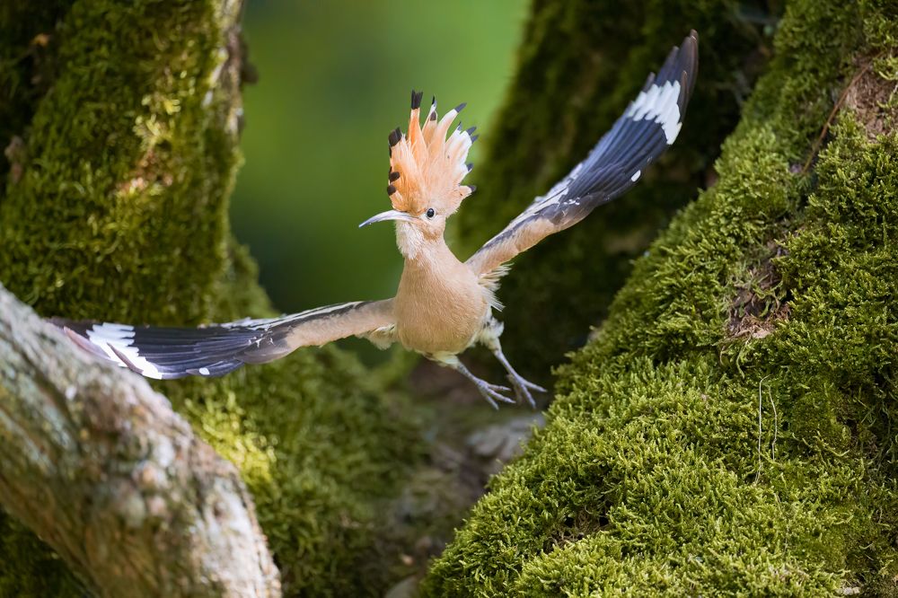 Photograph by Marco Rondi