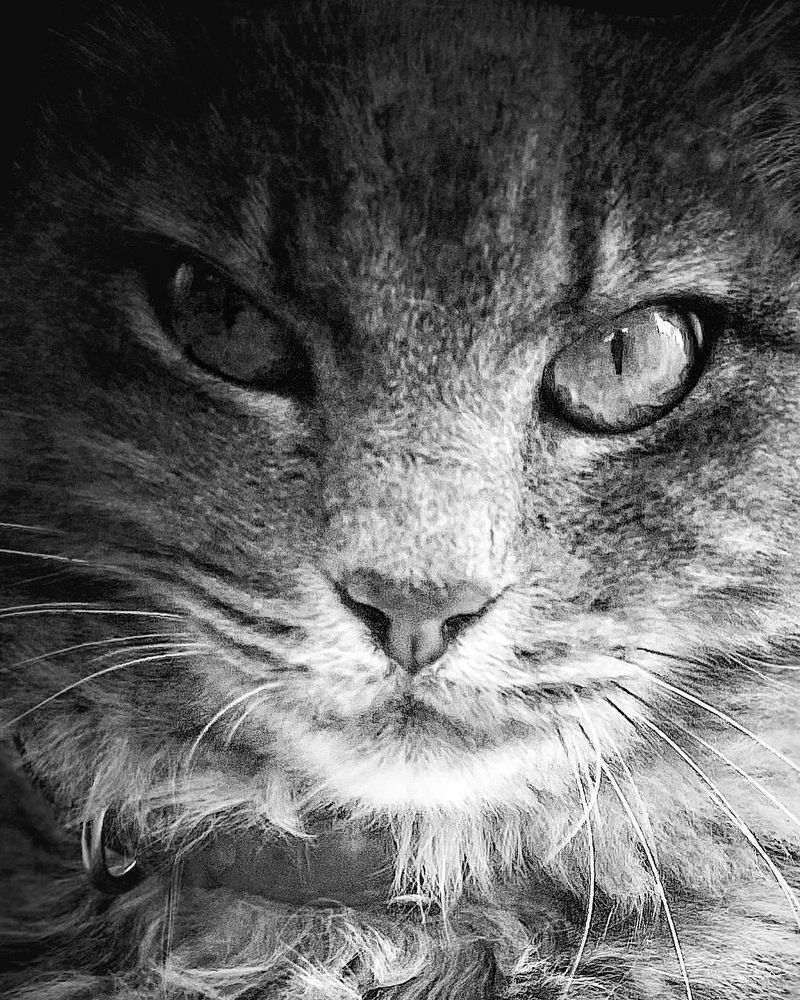 Photograph by Ahmed Elhetki