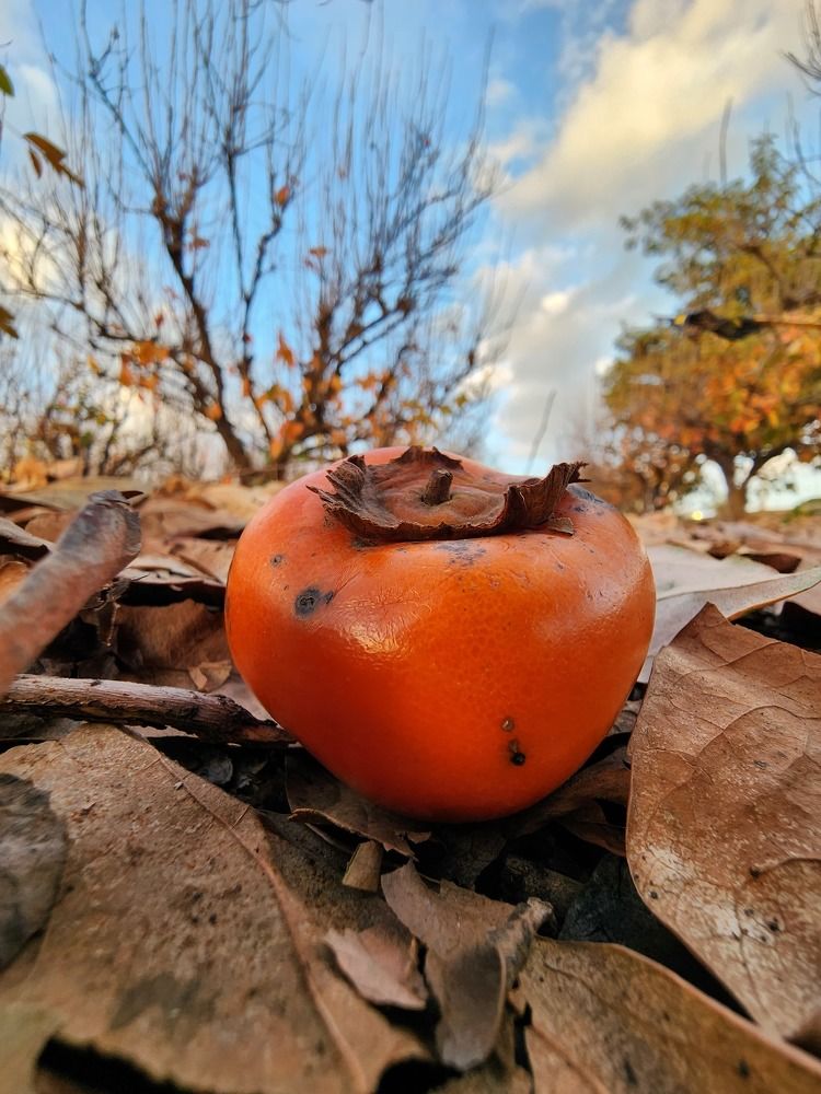 Photograph by esti lahat