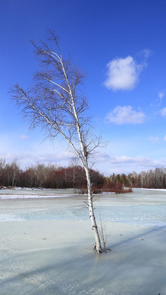 И во льду растут берёзы