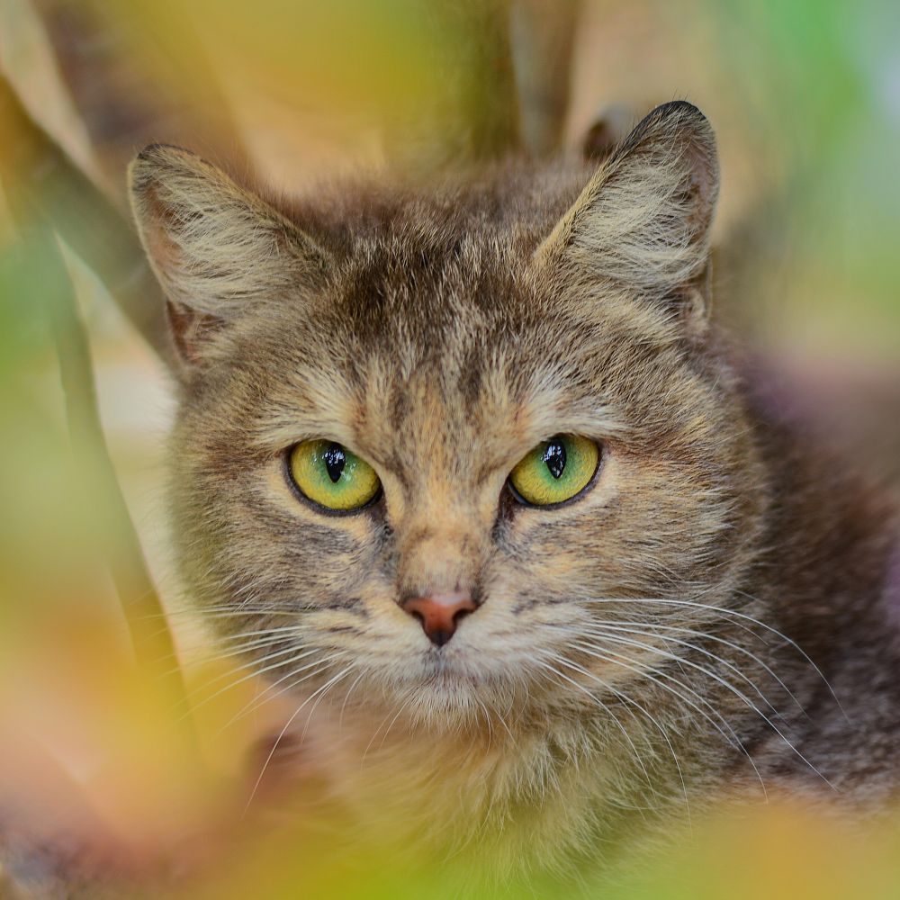 Photograph by Luigi Greco