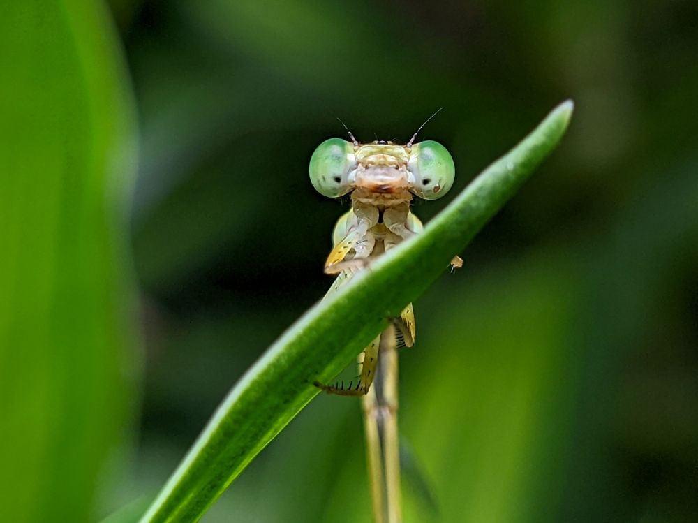 Photograph by Thomson Thomas
