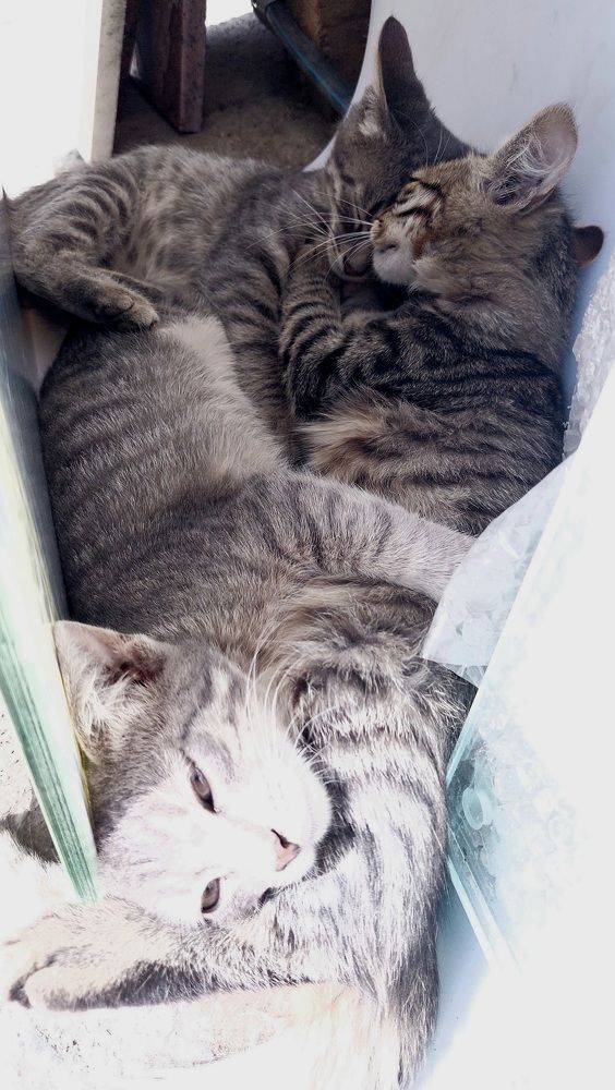 Photograph by Елена Тимченко