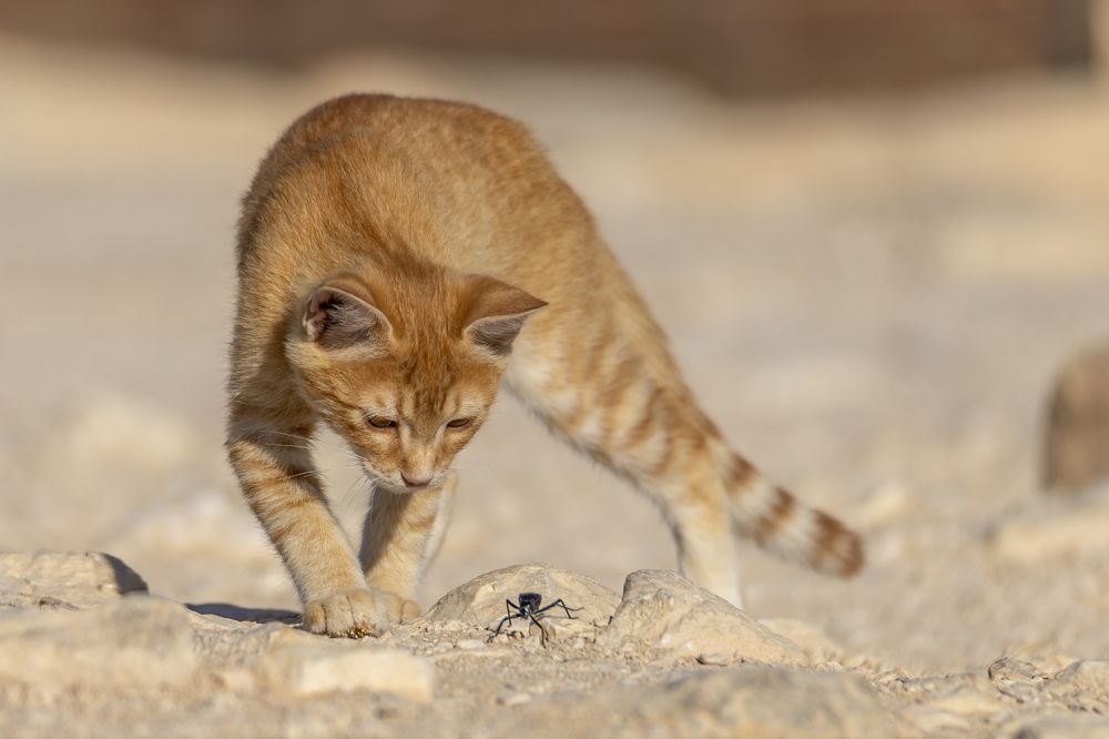 Фотография автора Nikolay Tatarchuk