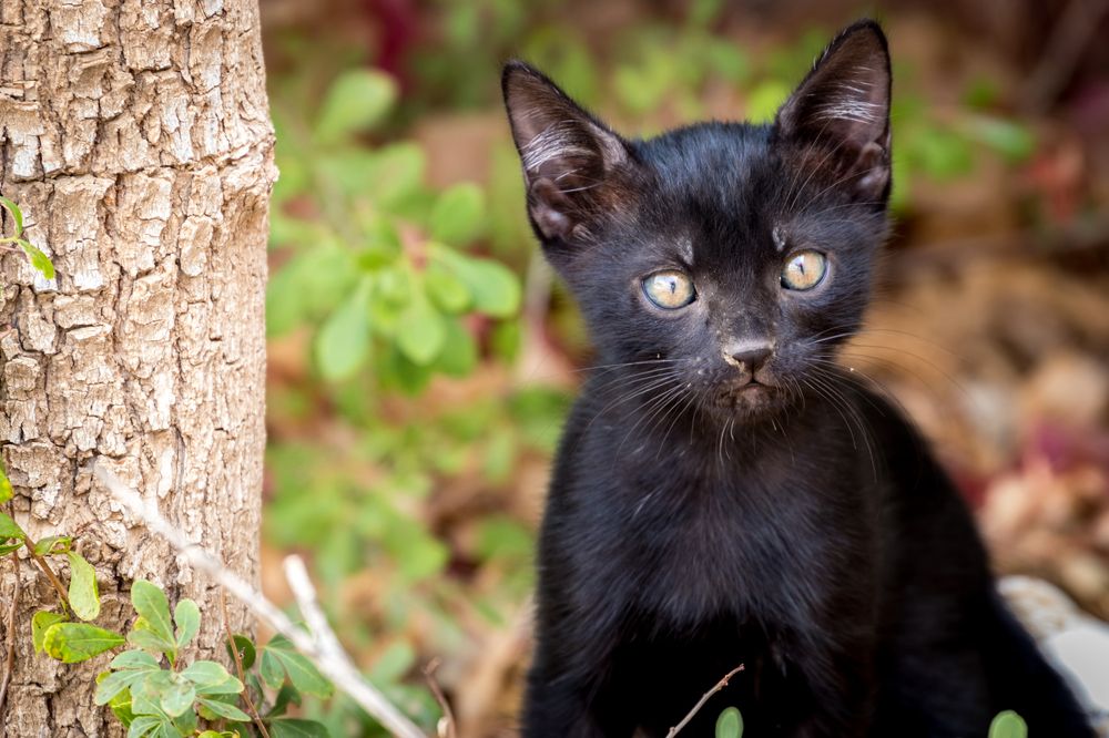 Фотография автора Nikolay Tatarchuk