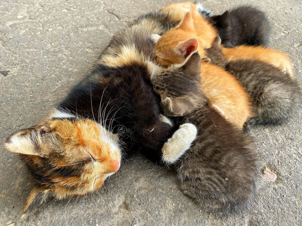 Фотография автора Кирилл Литовский