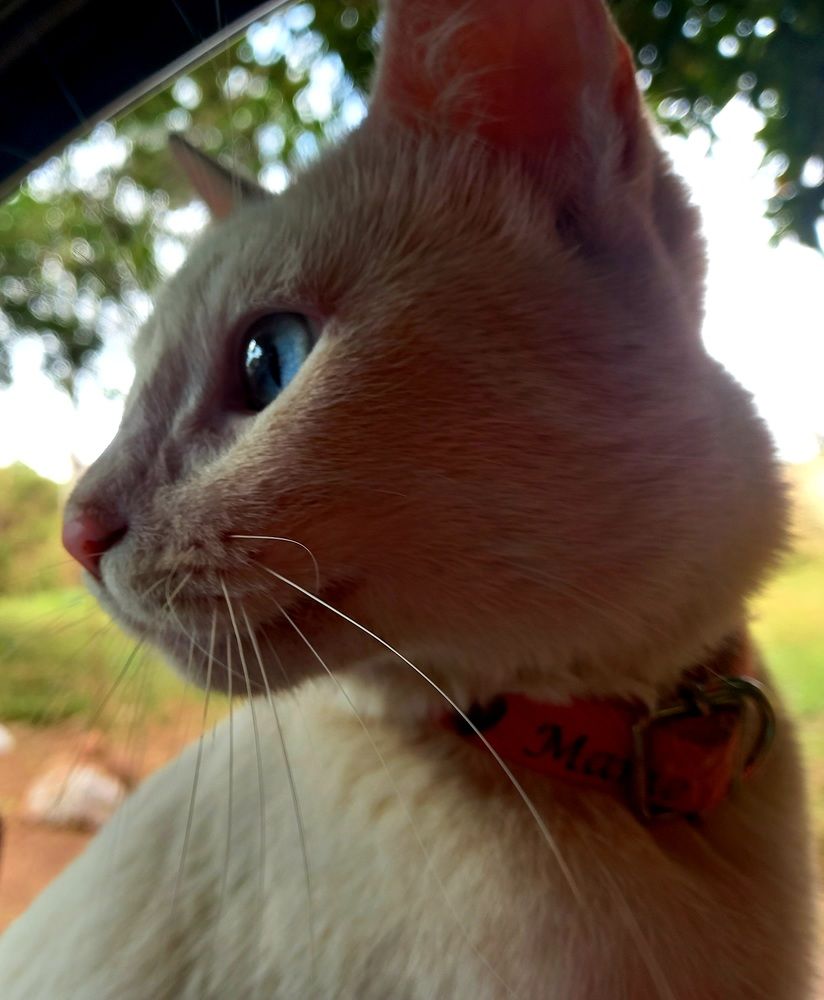 Фотография автора Silvia Tereza Ferrante de Lima