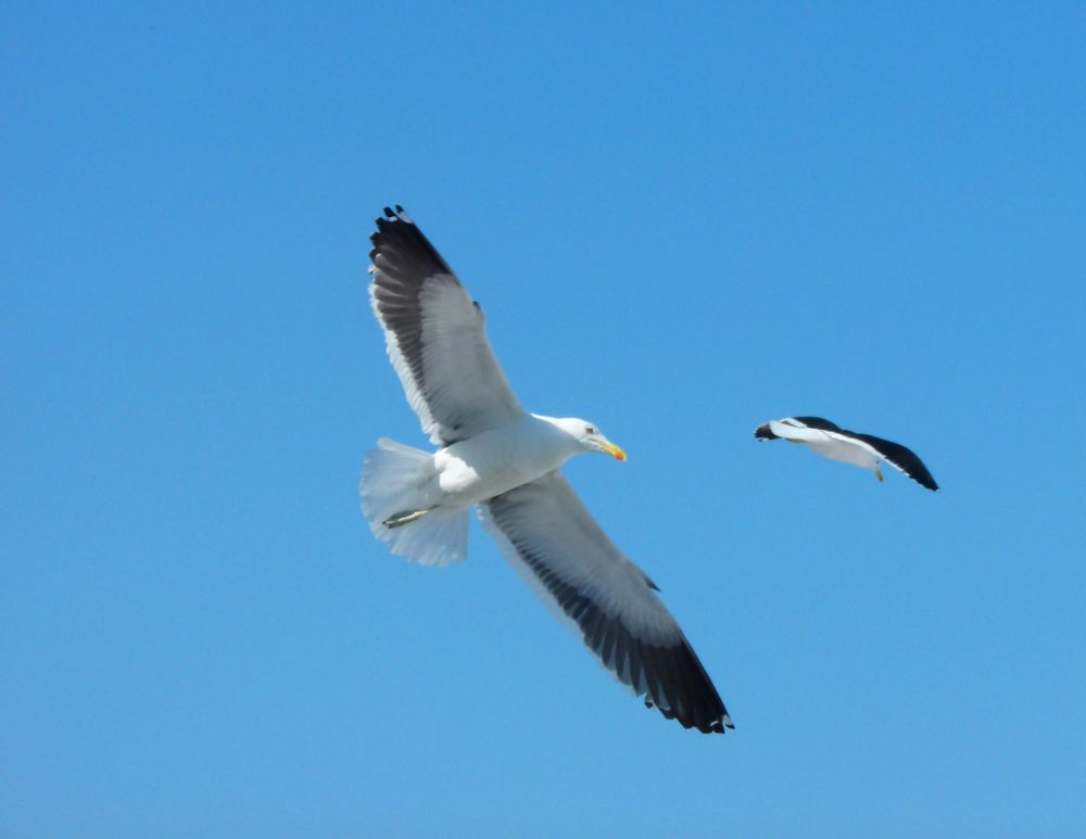 Фотография автора Silvia Tereza Ferrante de Lima