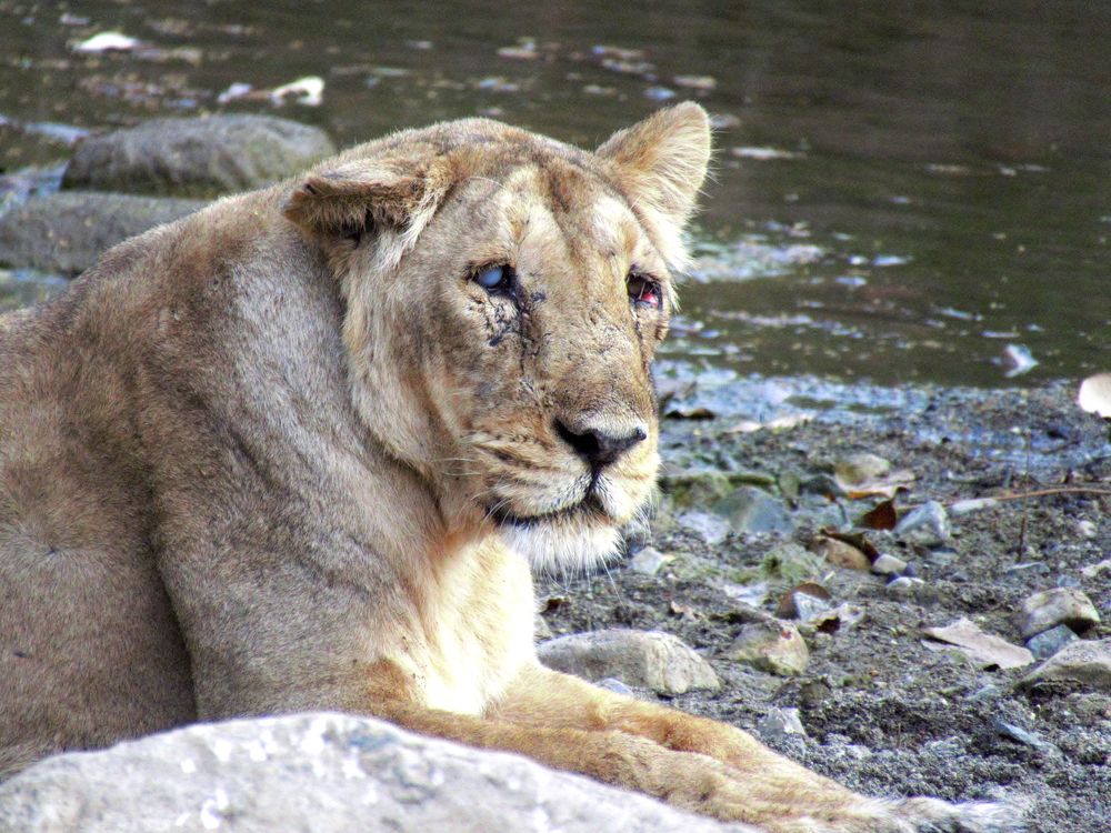 Mysterious lioness with 1 lost eye and 1 bleeding eye