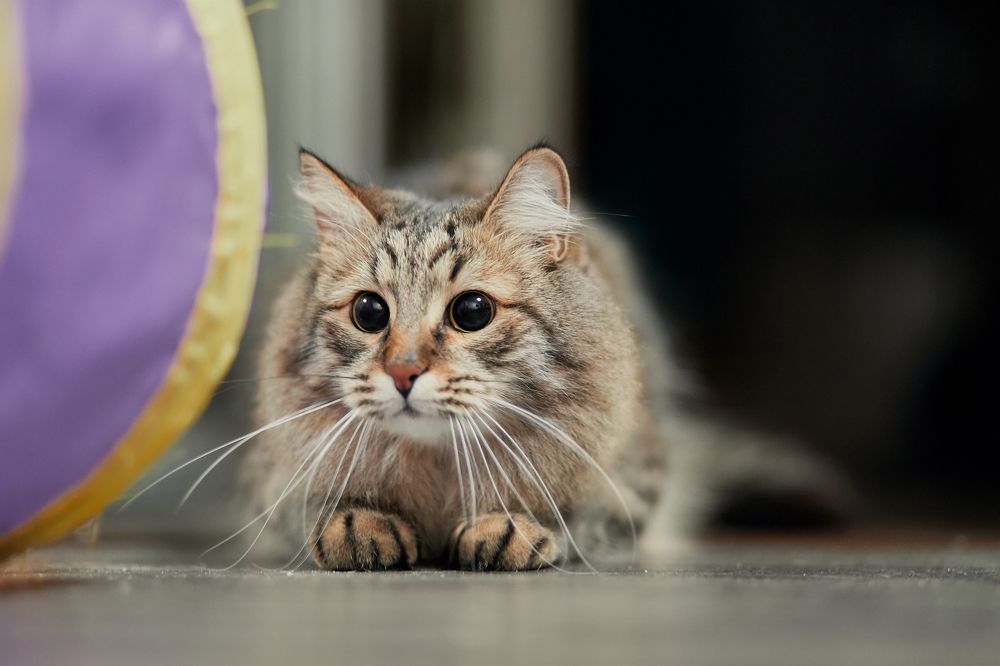 Photograph by Алексей Сафонов