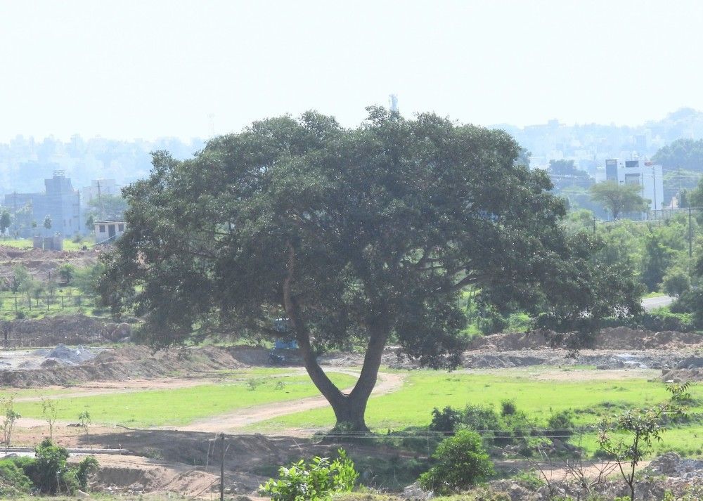 Photograph by Sudarshana Krishna N.S