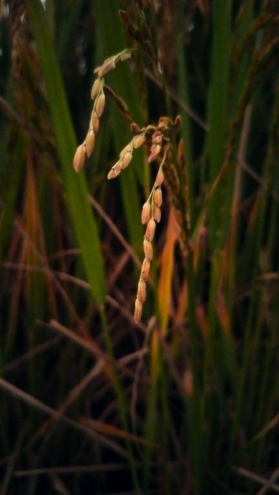 The Pinnacle of Rice