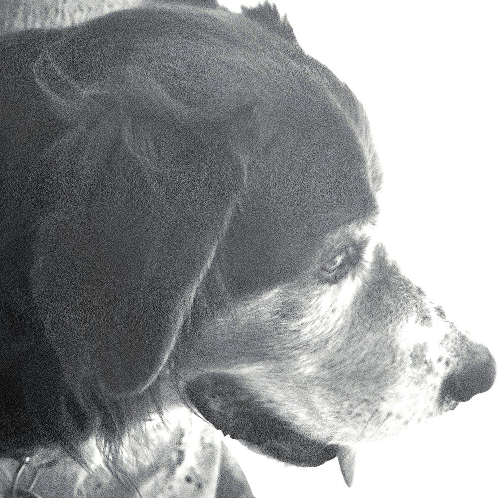 Photograph by DANIELA ROSSI