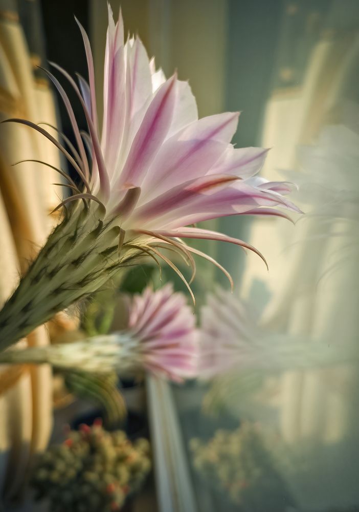 Кактус зацвел