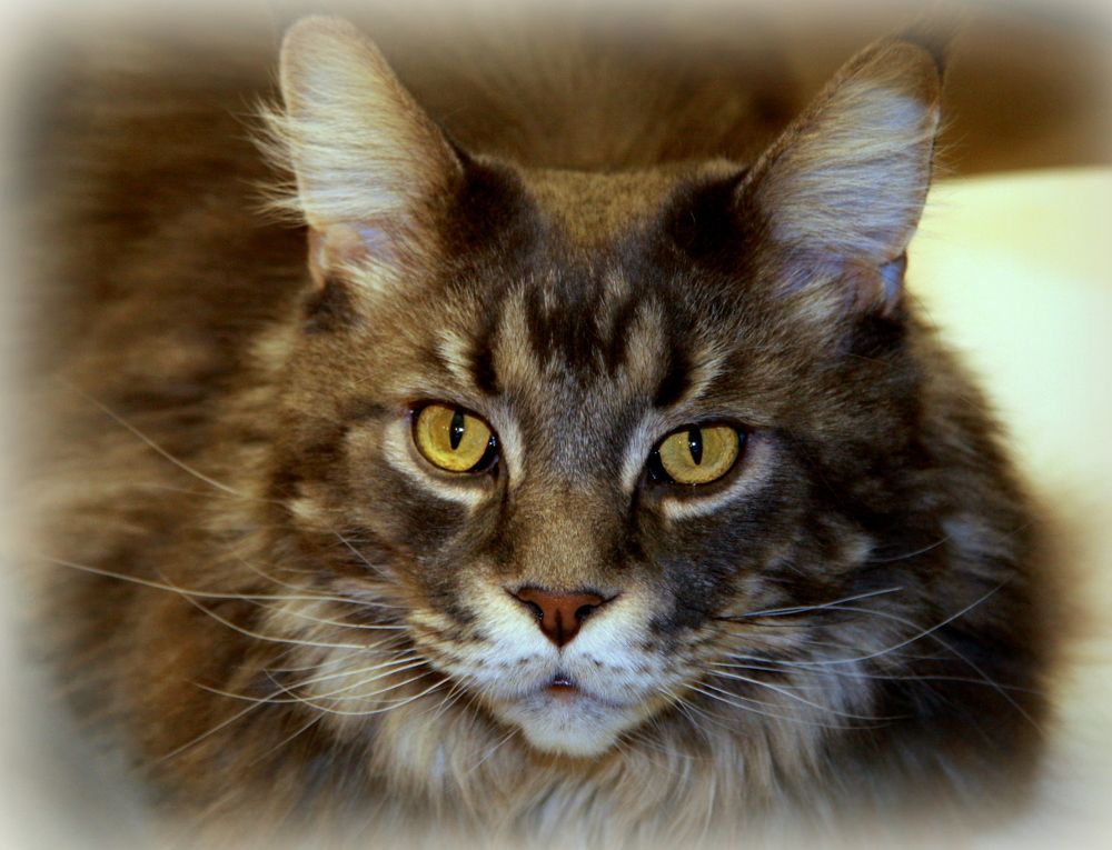 Фотография автора Nelya  Lysenko