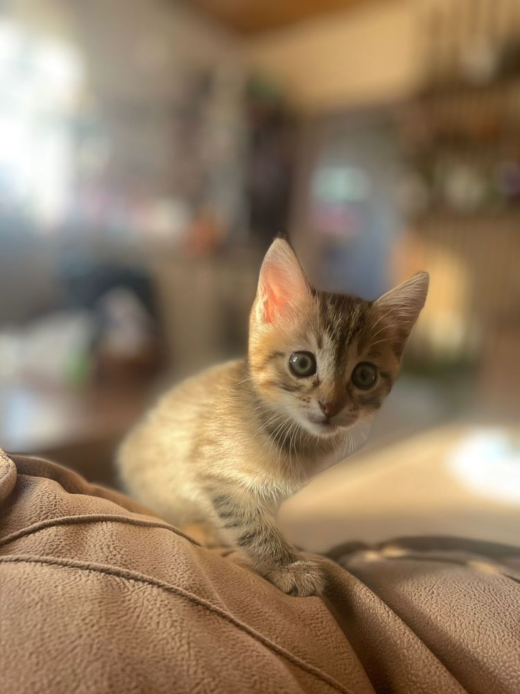 Фотография автора Светлана Гончарова