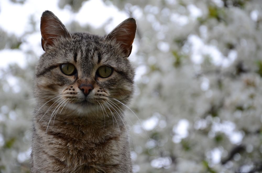 Фотография автора Наталья Алексеева