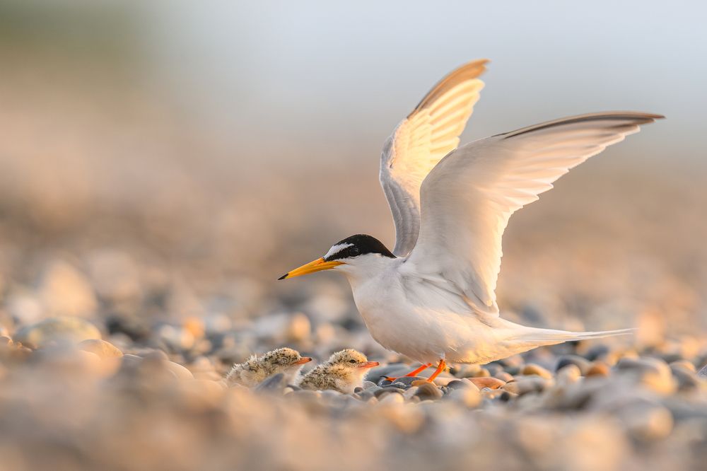 Photograph by Piotr Rak