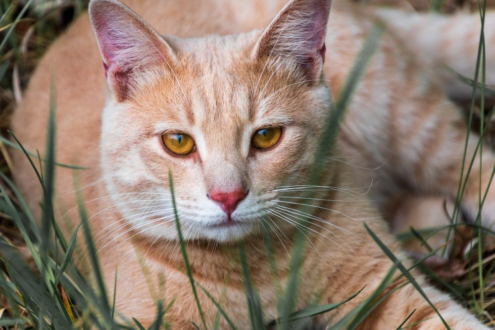 Photograph by Irina Luidinshina