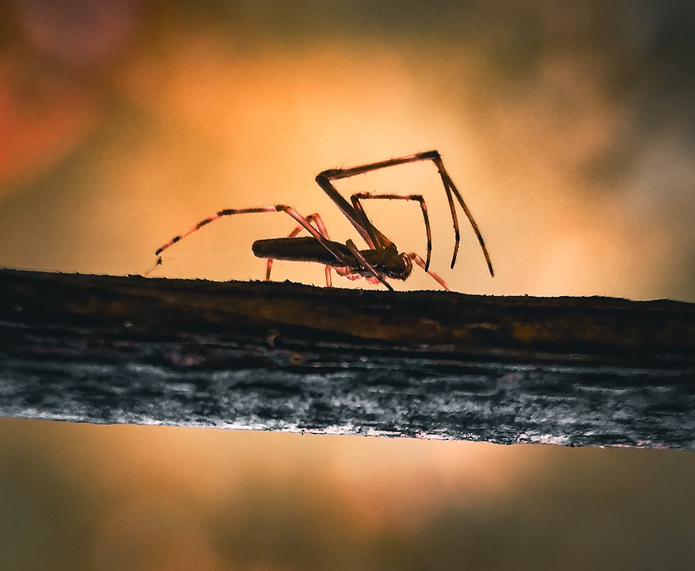 Photograph by Souvik Bhattacharyya