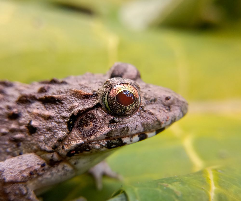 Photograph by Souvik Bhattacharyya