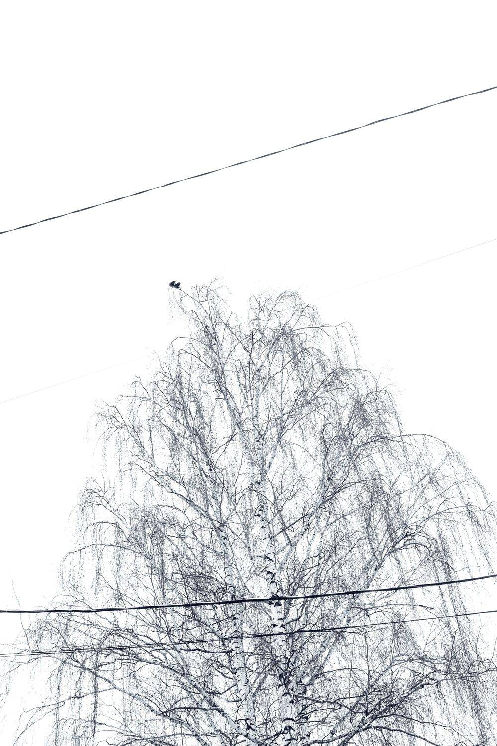 Photo #10721407