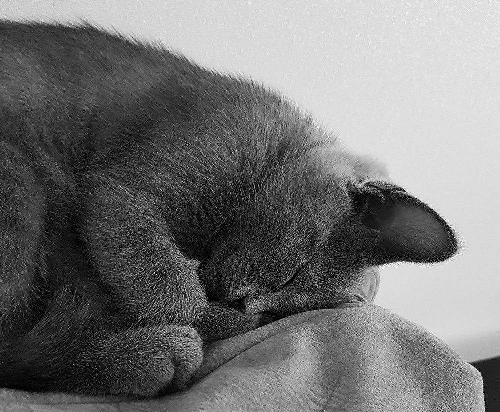 Фотография автора Максим Грибанов