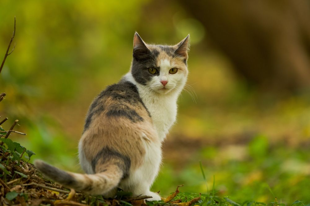 Фотография автора Viktoriya Kim