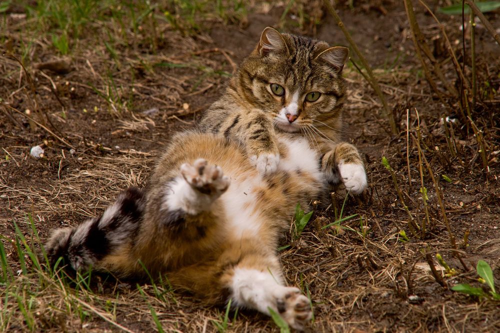 Фотография автора Viktoriya Kim