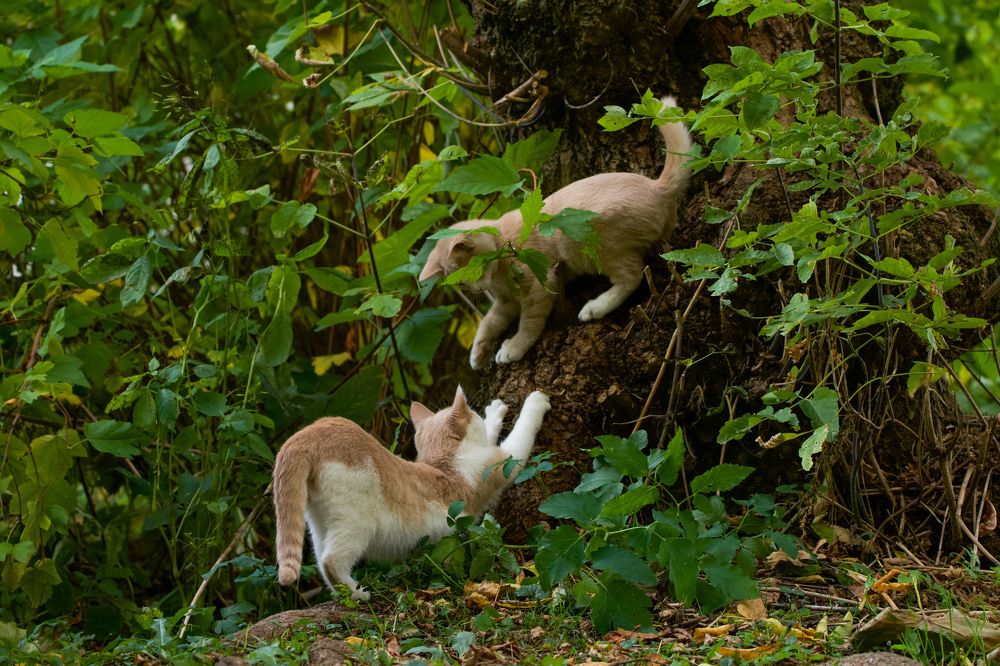 Фотография автора Viktoriya Kim