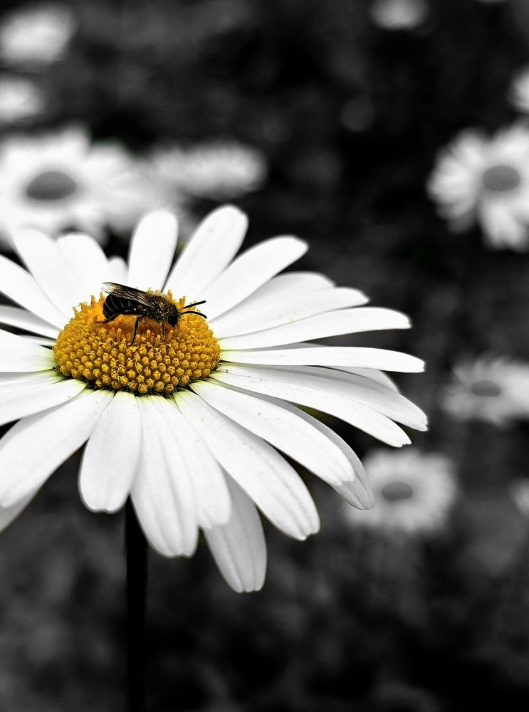 Photograph by Анна Семенова