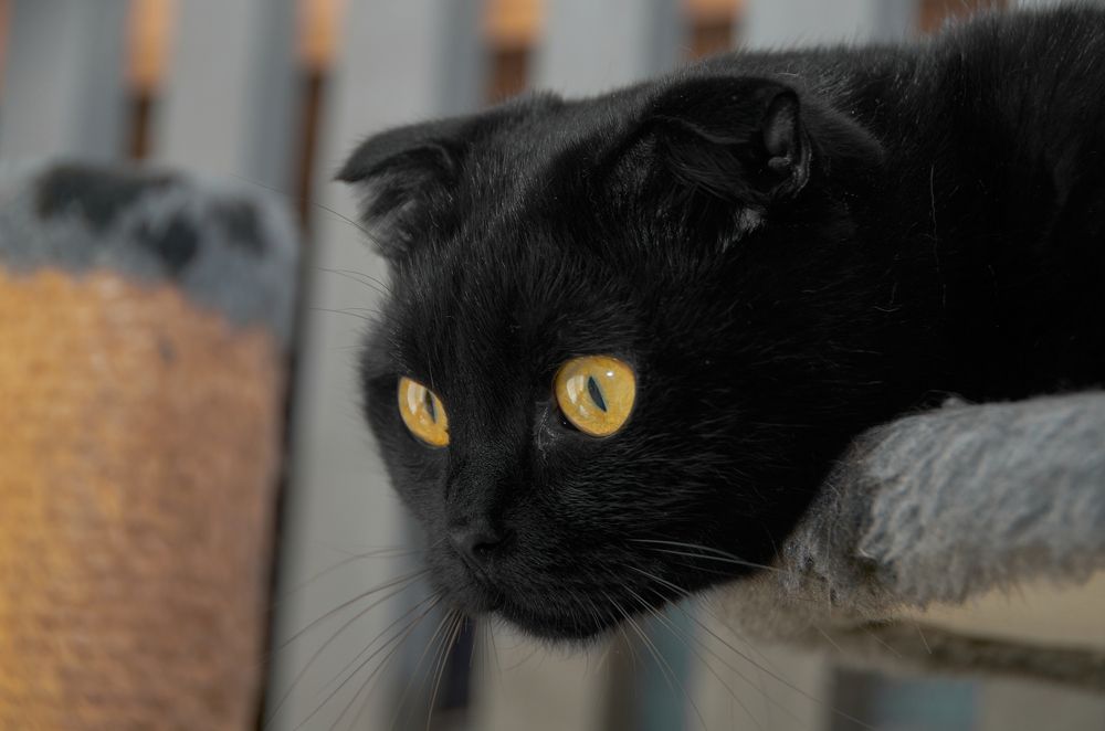 Фотография автора Сергей Королёв