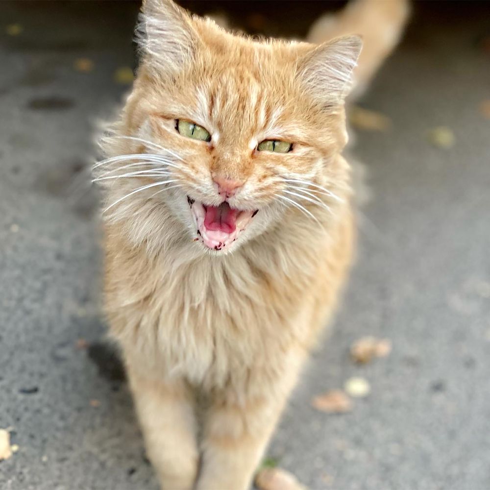 Photograph by Sarah Mirzakazemi